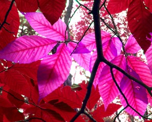 Free Pink and Red Leaves October Peace Creative Commons