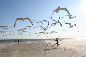 running with the seagulls